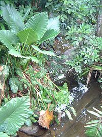 シンハラジャ森林保護区（スリランカ世界遺産）