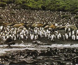 ニュージーランド亜南極諸島（ニュージーランド世界遺産）