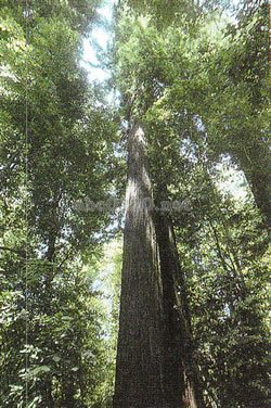 レッドウッド国立公園（アメリカ合衆国世界遺産）