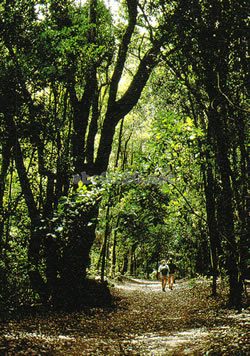 ガラホナイ国立公園（スペイン世界遺産）