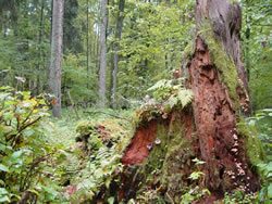 ポーランド・ベラルーシ国境原生林（ポーランド・ベラルーシ世界遺産）